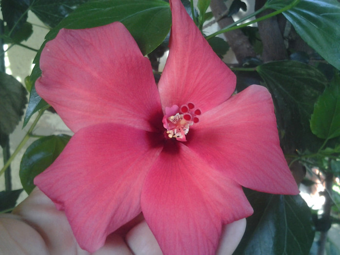 2012-07-21 09.49.34 - HIBISCUS