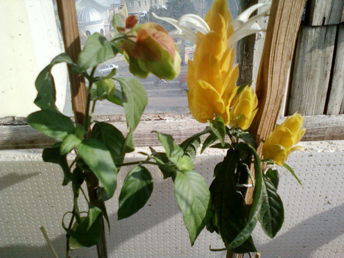 24 iulie 2012-flori 066