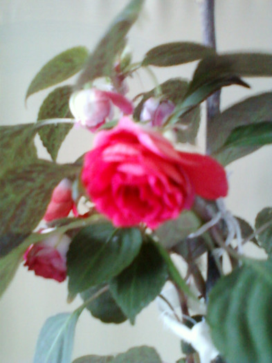 impatiens rosu batut - achizitii noi