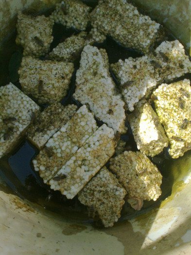 1albine la adapat - Apicol 2011-2012