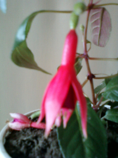 fuchsia - achizitii noi