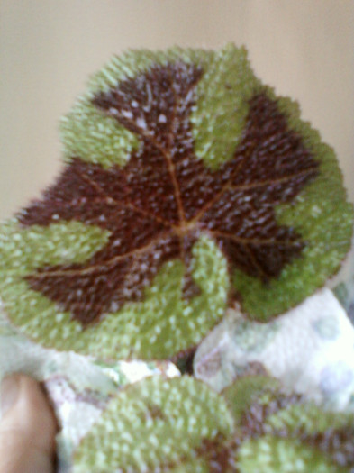 24 iulie 2012-flori 083 24 iulie 2012-flori 083