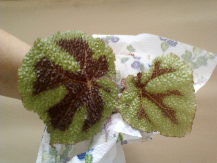 24 iulie 2012-flori 088 24 iulie 2012-flori 088