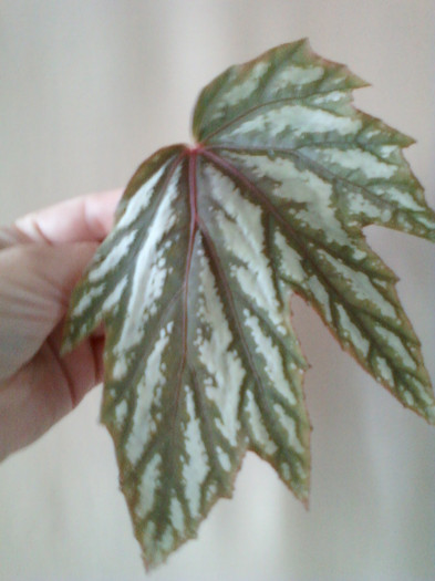 begonia ? - begoniile mele