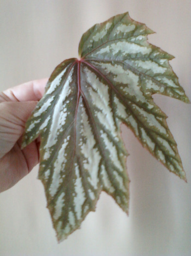 b.kismet, angel wing ? b.kismet, angel wing ?