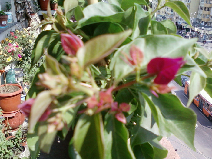 24 iulie 2012-flori 093 - bougainvillea