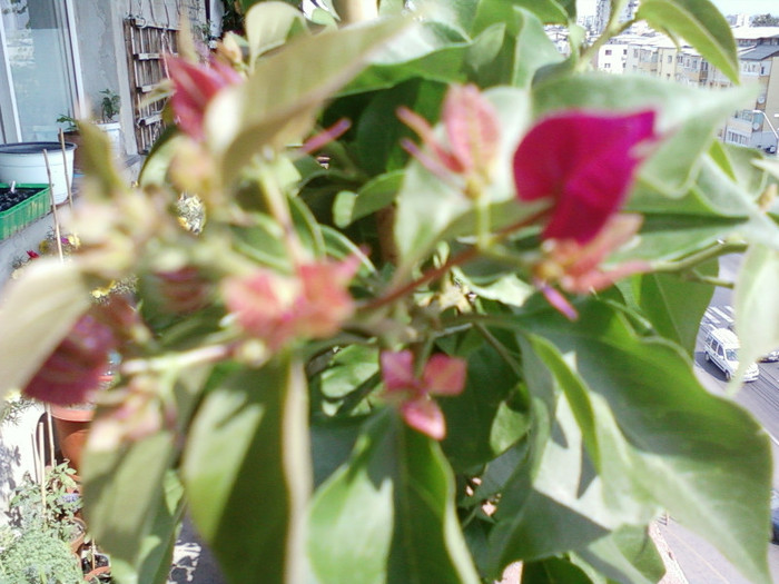 24 iulie 2012-flori 094 - bougainvillea