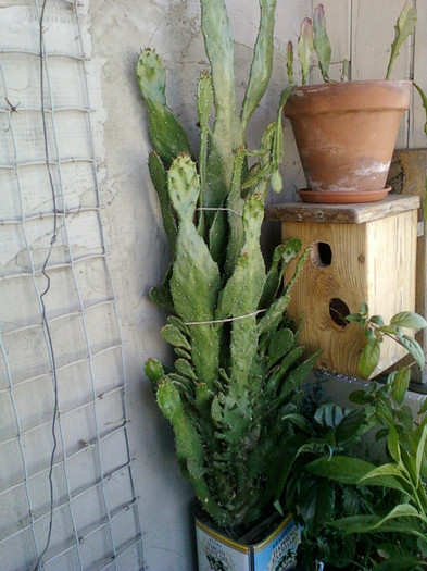 24 iulie 2012-flori 035 - cactusi si florile lor