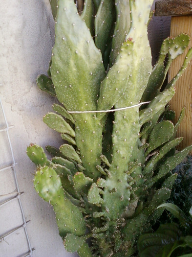 24 iulie 2012-flori 039 - cactusi si florile lor