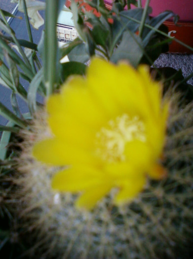 24 iulie 2012-flori 049 - cactusi si florile lor
