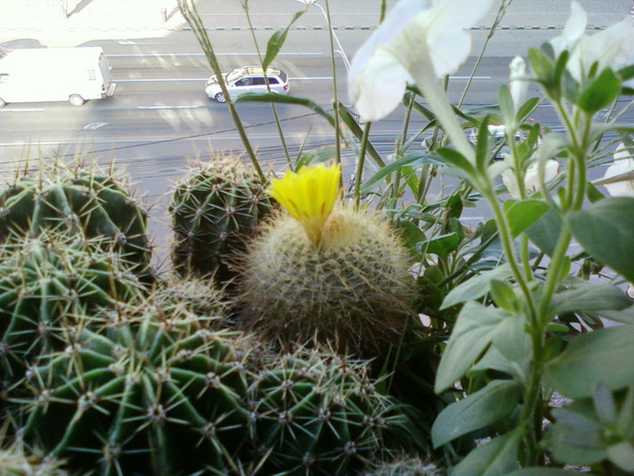 24 iulie 2012-flori 050 - cactusi si florile lor