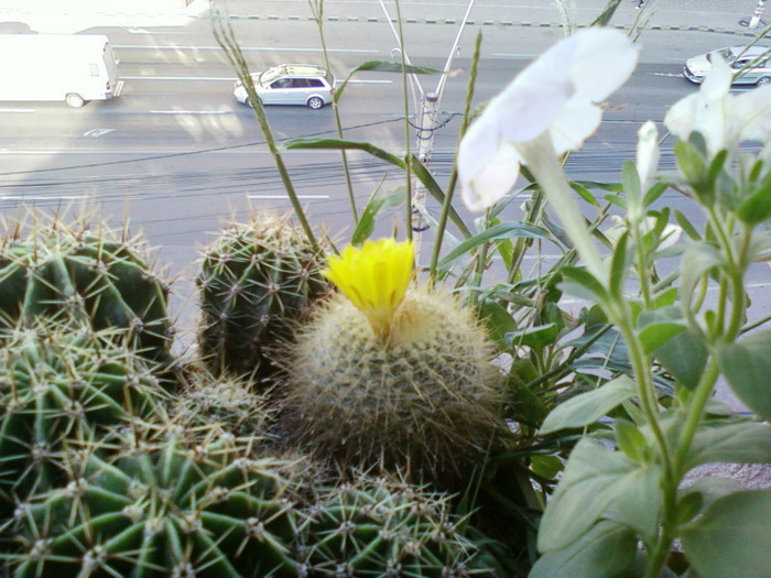 24 iulie 2012-flori 051 - cactusi si florile lor