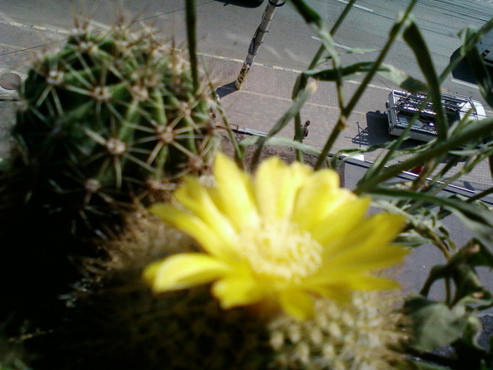24 iulie 2012-flori 108 - cactusi si florile lor