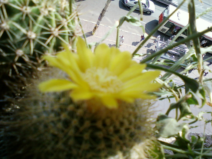 24 iulie 2012-flori 112 - cactusi si florile lor