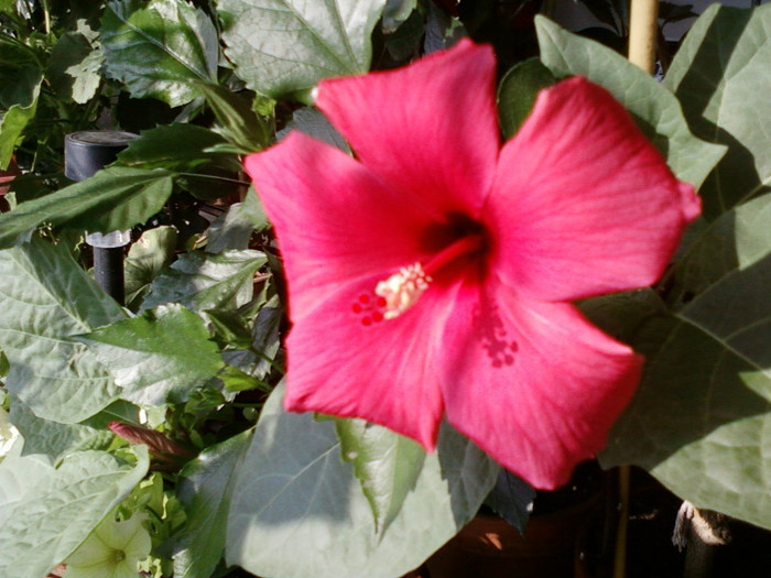 24 iulie 2012-flori 057
