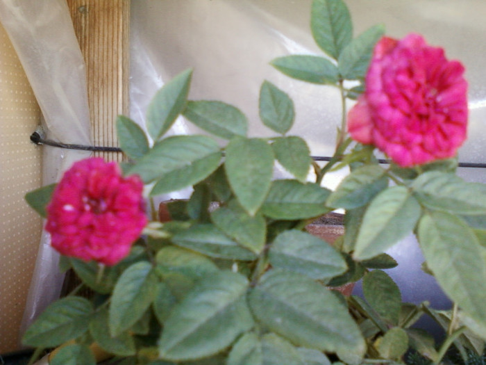 24 iulie 2012-flori 010