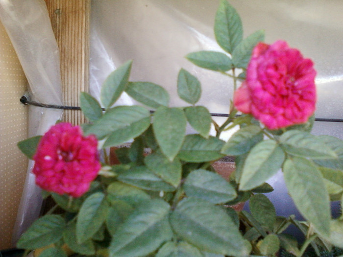 24 iulie 2012-flori 016 - mini rosa