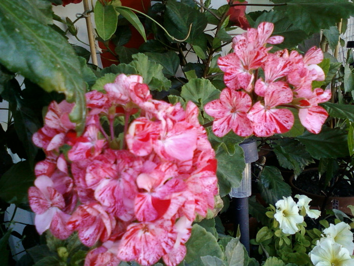 24 iulie 2012-flori 019 - muscate