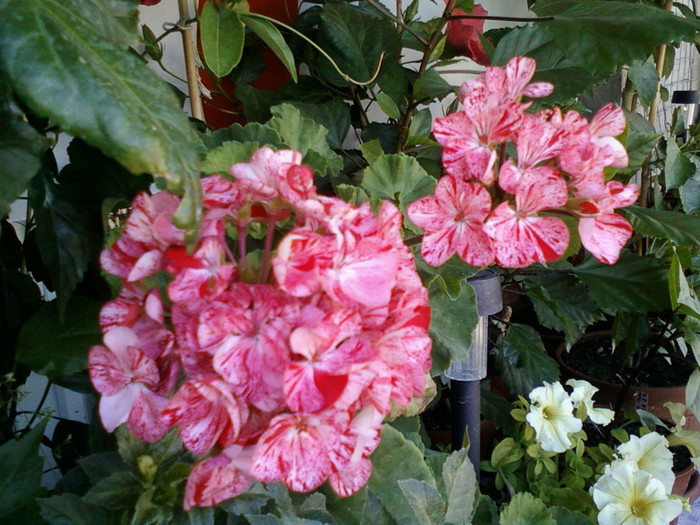 24 iulie 2012-flori 021 - muscate