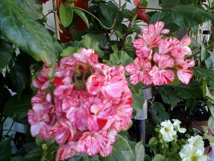24 iulie 2012-flori 024 - muscate