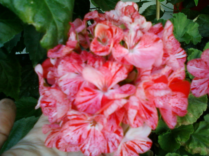 24 iulie 2012-flori 041 - muscate