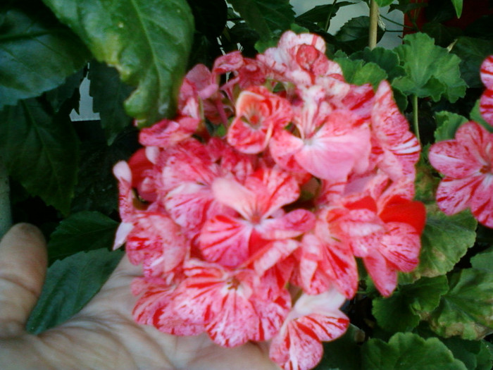 24 iulie 2012-flori 046 - muscate