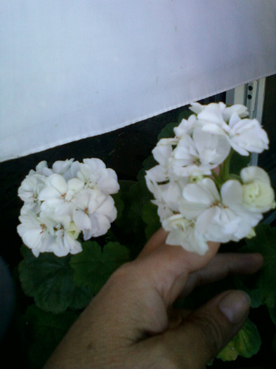 24 iulie 2012-flori 040 - muscate