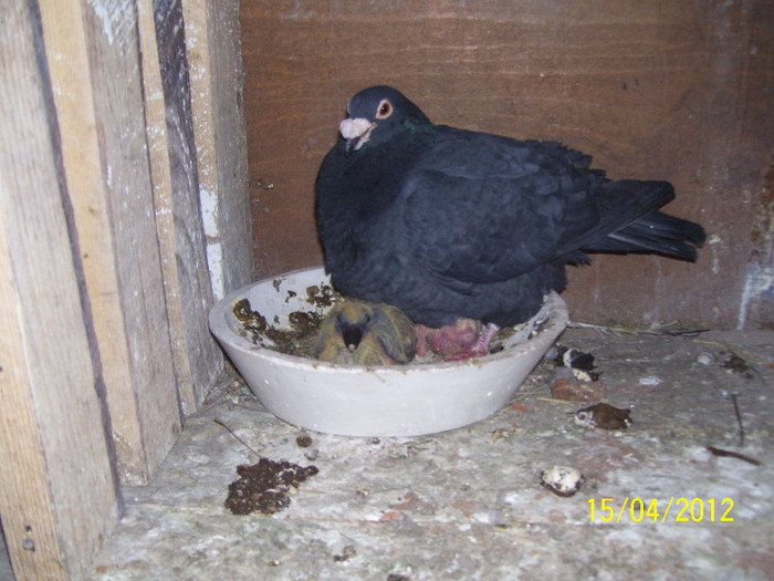 portughezu a murit; portughezu decedat
