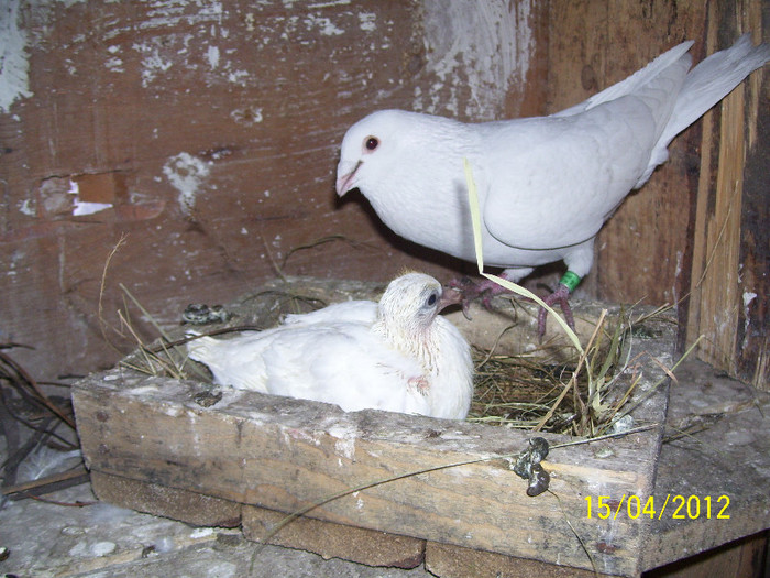 mascul cu pui - porumbei voiajori 2012