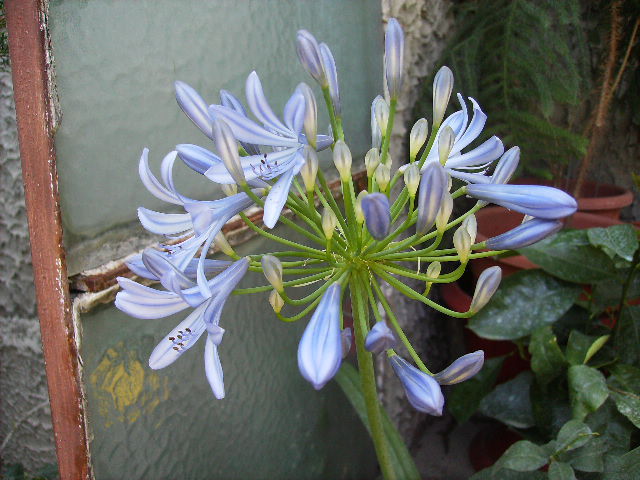 agapanthus albastru - sfarsit de iulie 2012