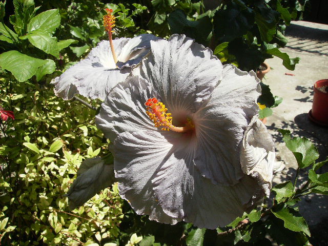 hibiscus - sfarsit de iulie 2012