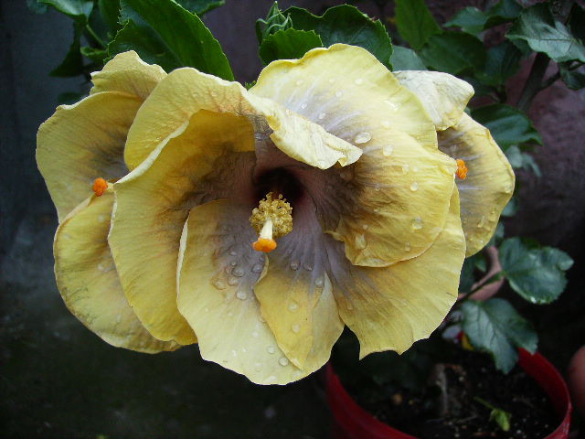 hibiscus cu 3 flori - sfarsit de iulie 2012