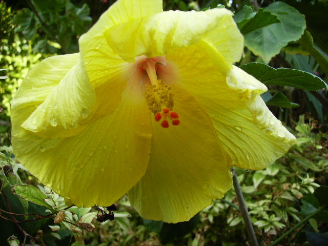 hibiscus - sfarsit de iulie 2012