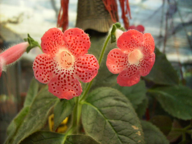 kohleria Sunshine - sfarsit de iulie 2012