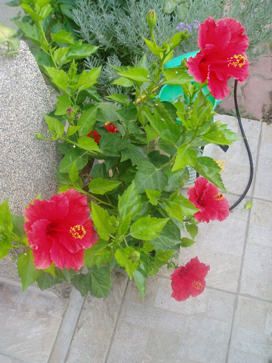 P1010462