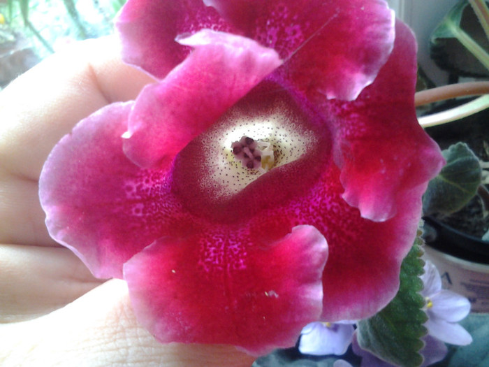 2012-07-24 12.08.56 - gloxinia