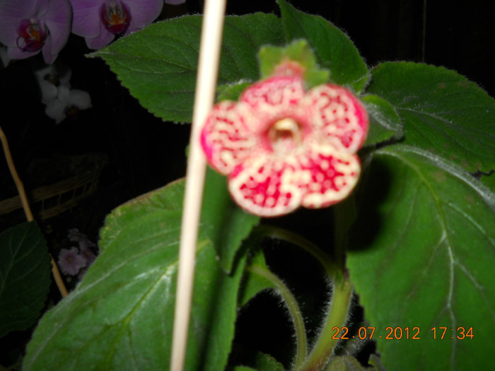 kohleria bibbi