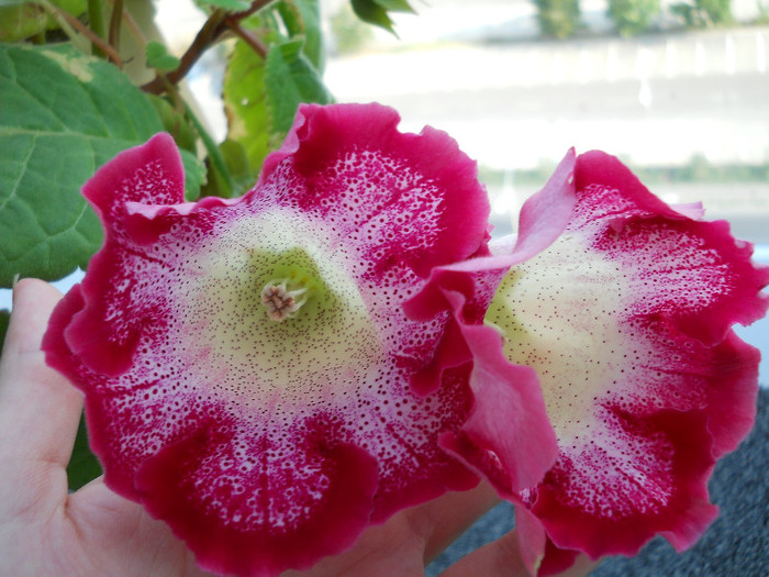 DSCN8921 - gloxinia 2012