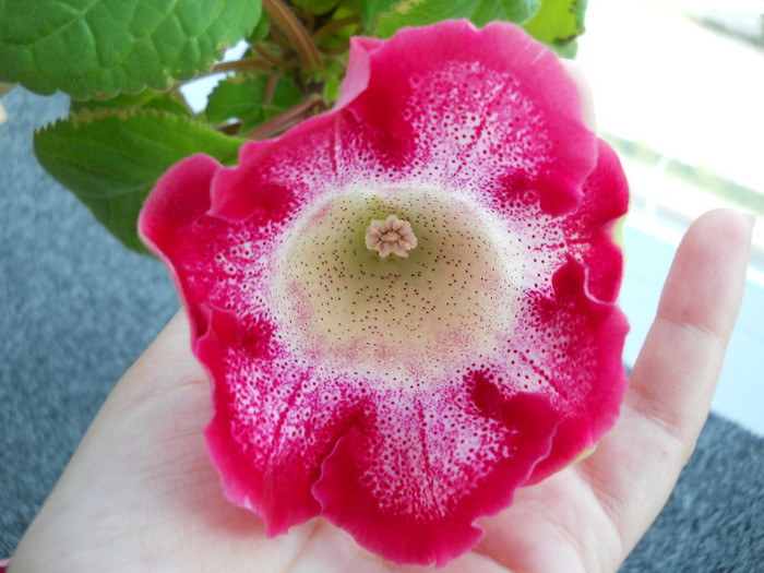 DSCN8923 - gloxinia 2012