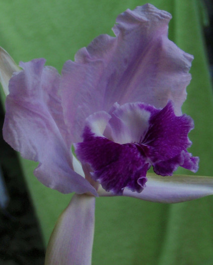 luedd profil 24iul2012 - Cattleya