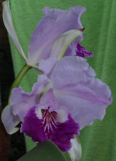 luedd 24iul2012 - Cattleya