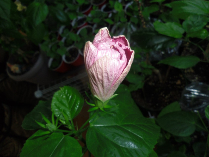 24 iulie 2012 - Hibiscus Lena