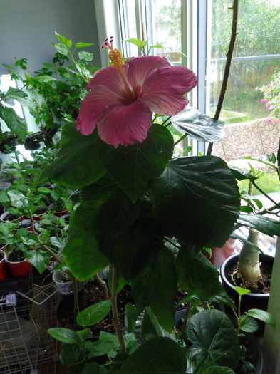 24 iulie 2012 - Hibiscus Lena