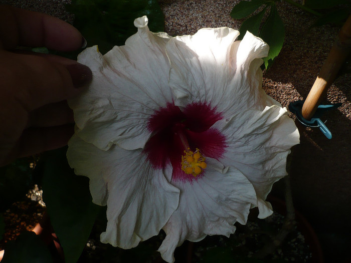 P1160223