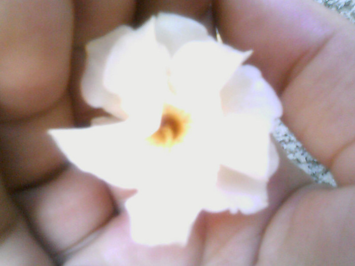 Picture 009