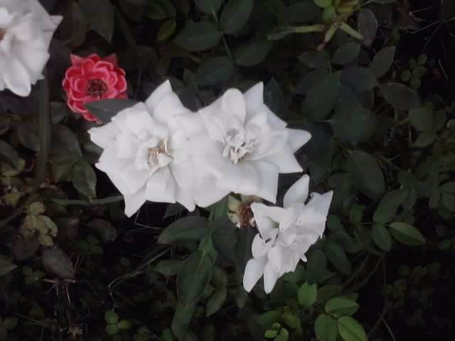 P240712_19.37_[03]