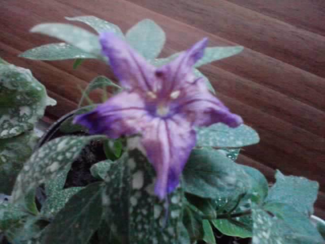 browallia - floricele-2012