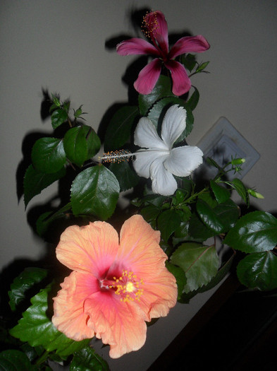 Hibiscus grup