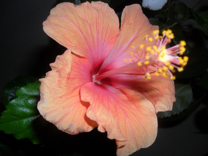 Hibiscus Safran