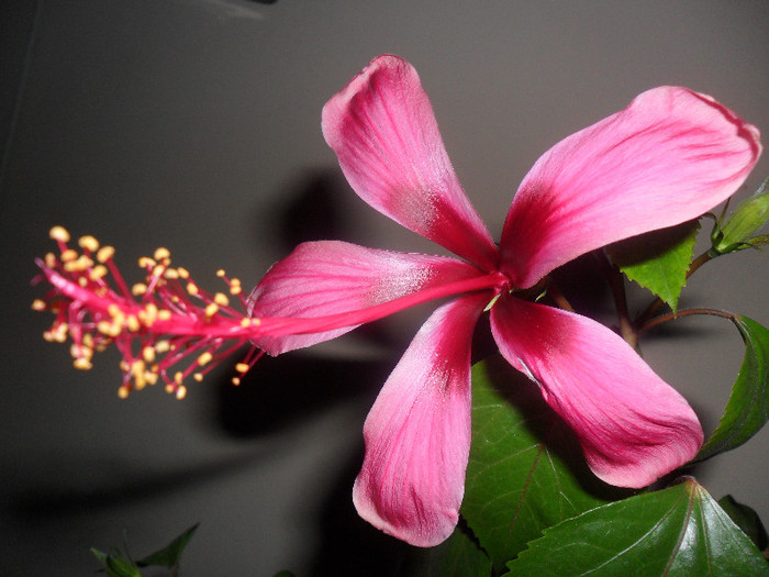 Hibiscus Fidjian Island